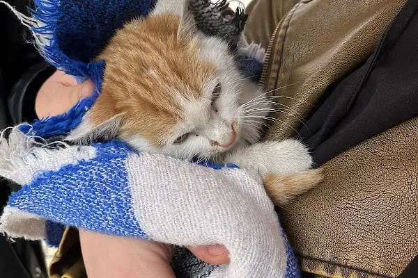 Gaziantep Aslan Veteriner Kliniği - Resim 13