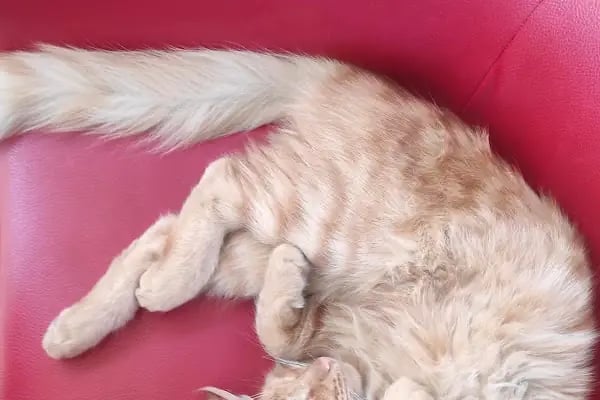 Gaziantep Aslan Veteriner Kliniği - Resim 15