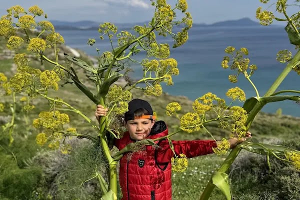 Aspat koyu ıssız adacık - Resim 6