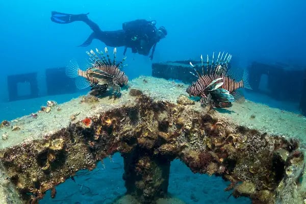 Dolphin Dive Center Alanya - Resim 20