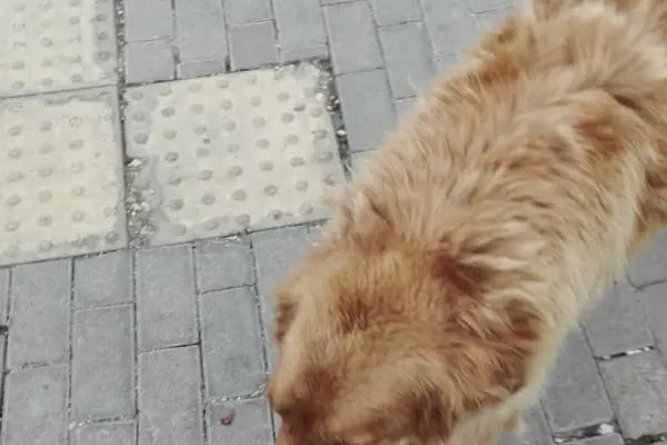 Özhan Marketler Zinciri - Bademli - Resim 16