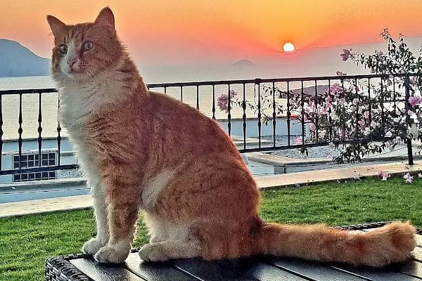 Kadıkalesi Safirevleri - Resim 18