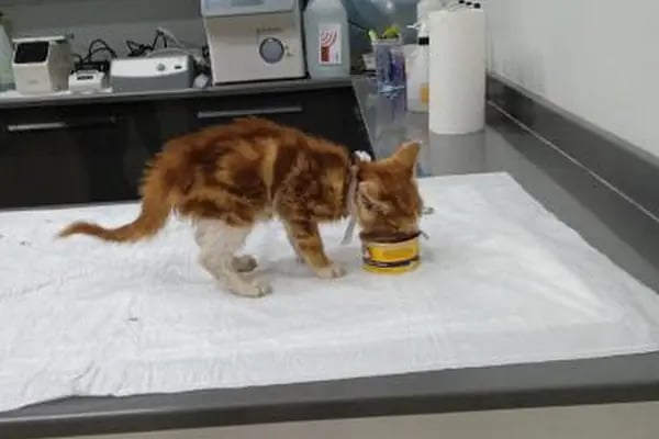 Arte Veteriner Kliniği - Resim 4