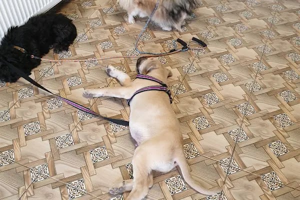 Pursaklar Hayvan Hastanesi ( Pursaklar’ın İlk Veterineri ) - Resim 12