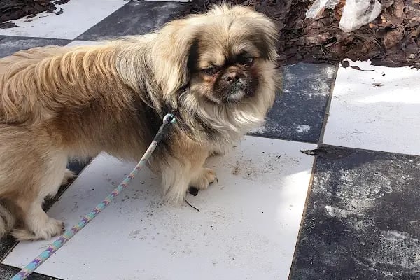 Pursaklar Hayvan Hastanesi ( Pursaklar’ın İlk Veterineri ) - Resim 5