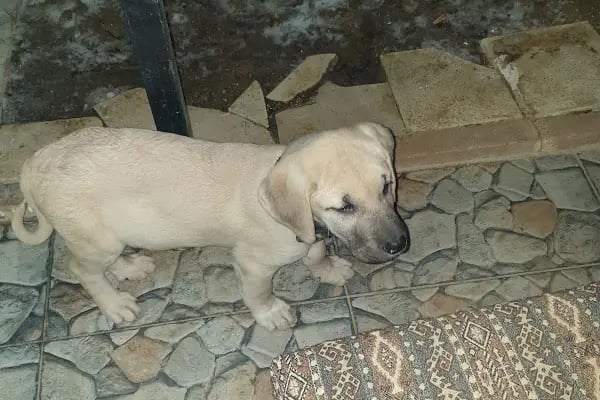 Pursaklar Hayvan Hastanesi ( Pursaklar’ın İlk Veterineri ) - Resim 19