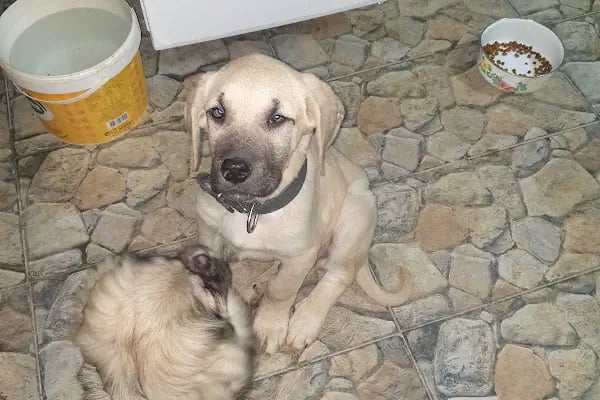Pursaklar Hayvan Hastanesi ( Pursaklar’ın İlk Veterineri ) - Resim 6