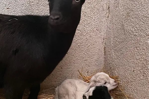 Nallıhan At Çiftliği Binicilik Kulübü - Resim 13