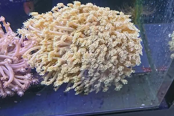 Aqua Reef Central - Resim 5