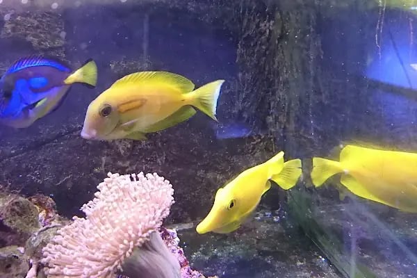 Aqua Reef Central - Resim 7