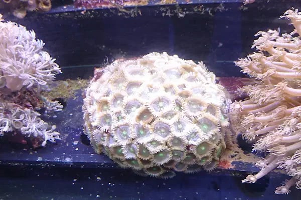 Aqua Reef Central - Resim 13