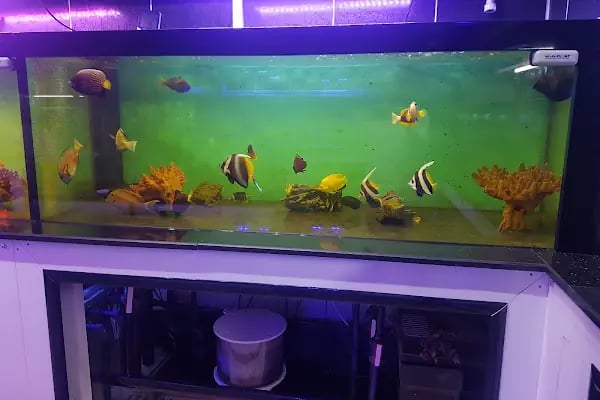 Aqua Reef Central - Resim 20