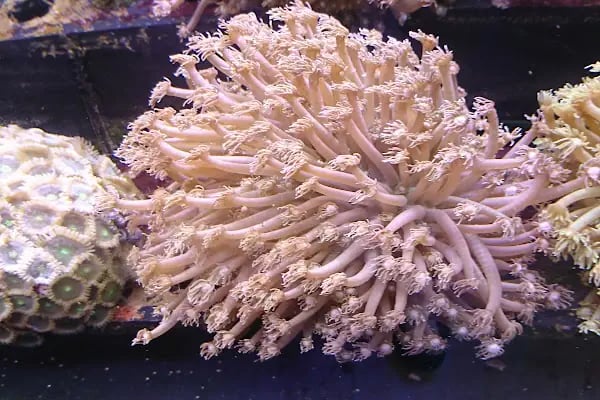 Aqua Reef Central - Resim 17