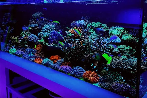 Aqua Reef Central - Resim 2