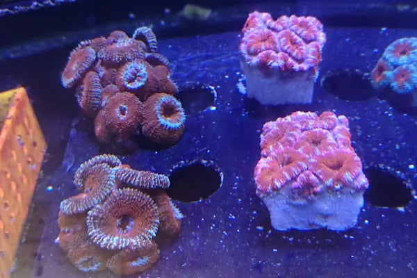 Aqua Reef Central - Resim 6