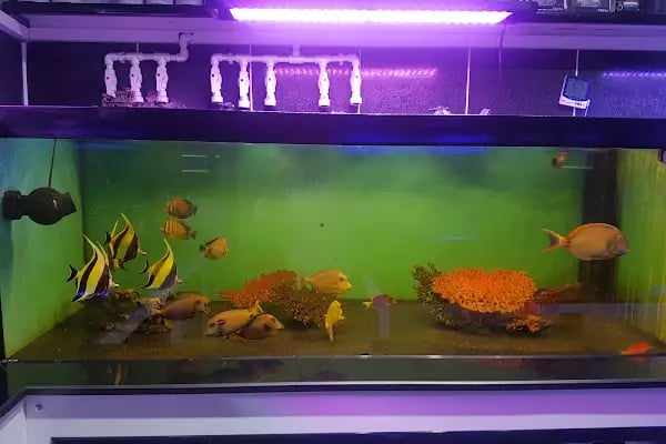 Aqua Reef Central - Resim 4