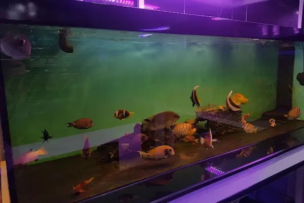 Aqua Reef Central - Resim 15