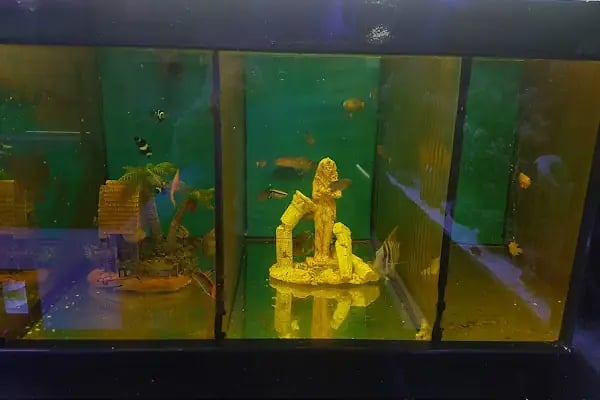 Aqua Reef Central - Resim 9
