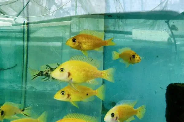 Akvaryum Balığı ve Bitkisi Üretim Çiftliği - Resim 4