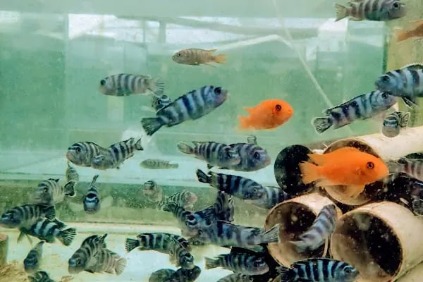 Akvaryum Balığı ve Bitkisi Üretim Çiftliği - Resim 5