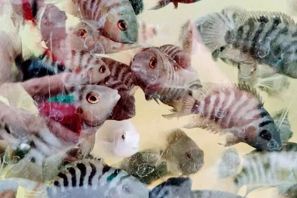 Akvaryum Balığı ve Bitkisi Üretim Çiftliği - Resim 17