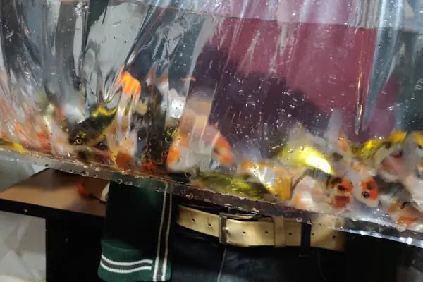 Akvaryum Balığı ve Bitkisi Üretim Çiftliği - Resim 19