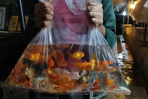 Akvaryum Balığı ve Bitkisi Üretim Çiftliği - Resim 2