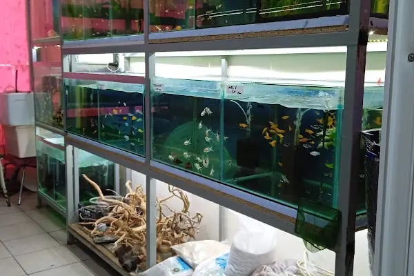 Rüyam Petshop Ve Balıkçılık Malzemeleri - Resim 17