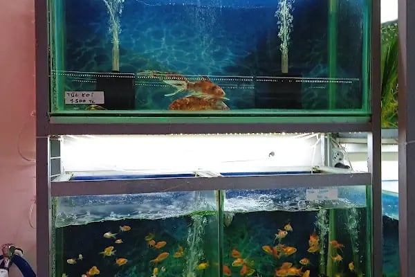Rüyam Petshop Ve Balıkçılık Malzemeleri - Resim 20