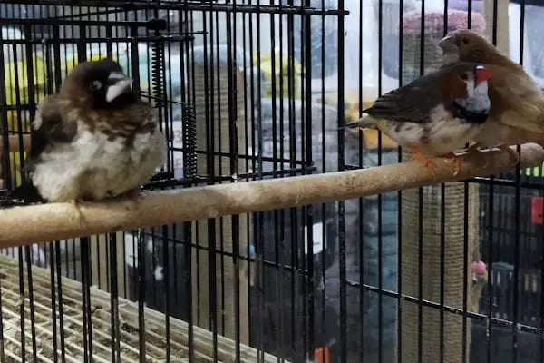 Rüyam Petshop Ve Balıkçılık Malzemeleri - Resim 4