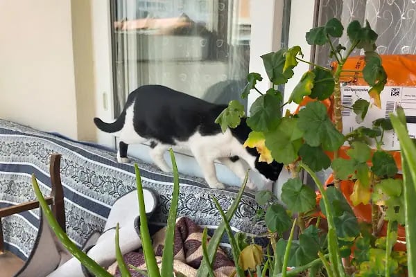 DEMİR VETERİNER KLİNİĞİ - Resim 19