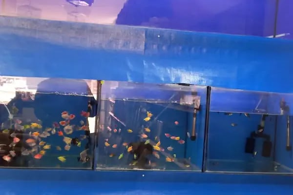 İmera Pet Shop - Resim 9