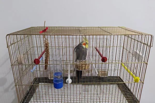 İmera Pet Shop - Resim 5