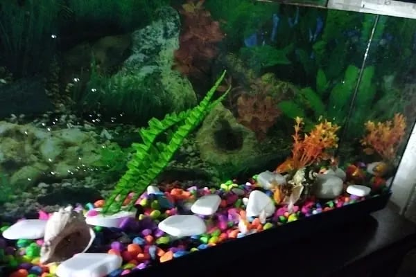 İmera Pet Shop - Resim 17