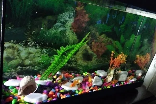 İmera Pet Shop - Resim 19