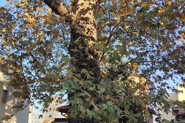 Gemlik pideli köfte - Resim 8