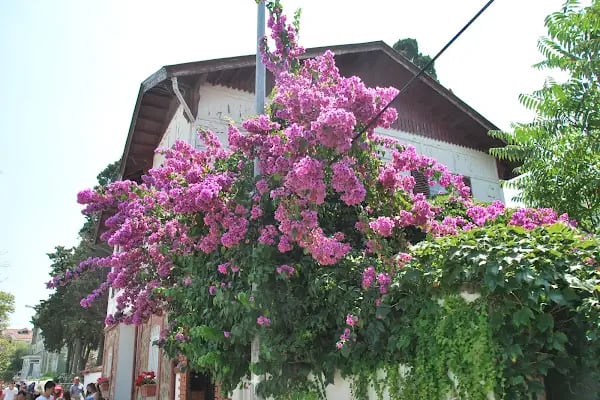Ihlamur Sitesi - Resim 2