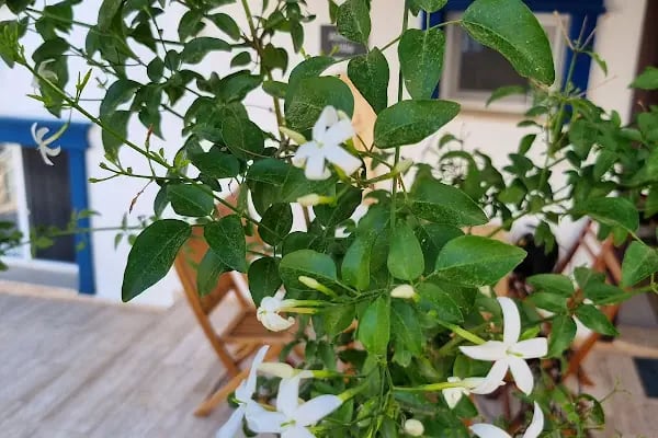 Sarpedor Boutique Hotel &amp; SPA - Resim 7