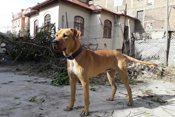 Marmara Hamamı Bayanlar Bölümü - Resim 12