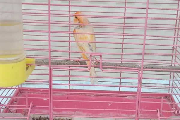 AKBOSTAN PETSHOP - Resim 2