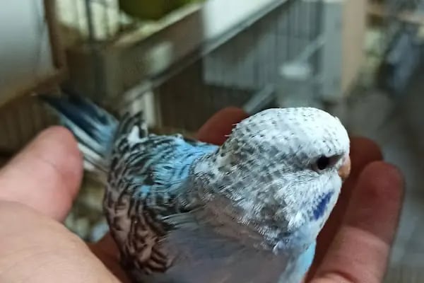 AKBOSTAN PETSHOP - Resim 7