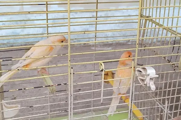 AKBOSTAN PETSHOP - Resim 5