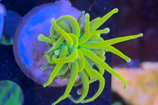 Ensu Coral Reef - Resim 12