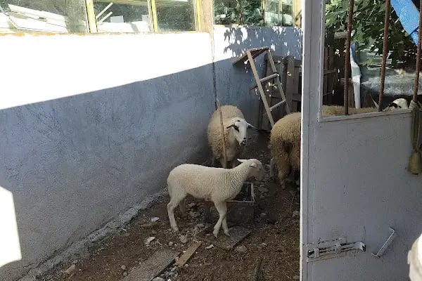 Bahhçe Wedding &amp; Restaurant - Resim 18