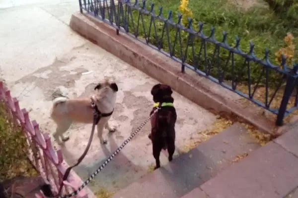 Mavi Ay Petshop - Resim 5