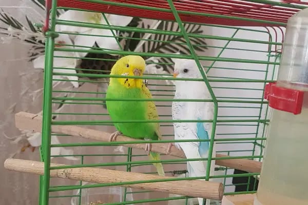 Mavi Ay Petshop - Resim 3