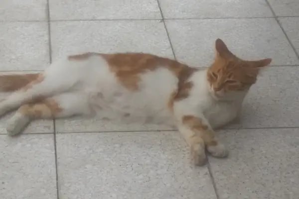 Mavi Ay Petshop - Resim 7
