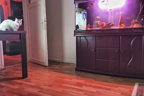 Mavi Ay Petshop - Resim 4
