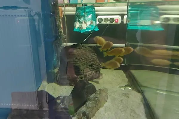 Mavi Ay Petshop - Resim 2