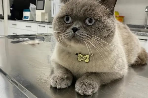 Vetport Dalaman Veteriner Kliniği - Resim 4